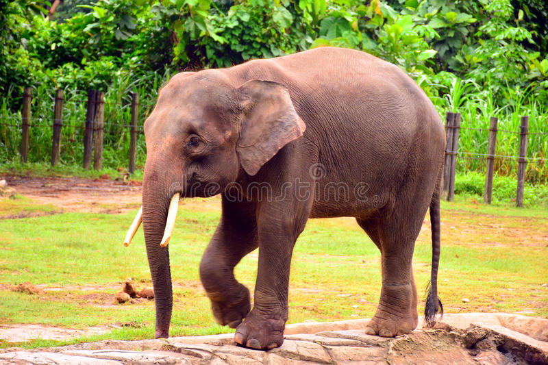Borneo's Pygmy Elephants (Blu-ray Disc, 2009) for sale