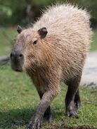 Capybara/Gallery | FictionRulezForever Wiki | Fandom