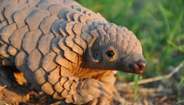 Ground Pangolin | FictionRulezForever Wiki | Fandom