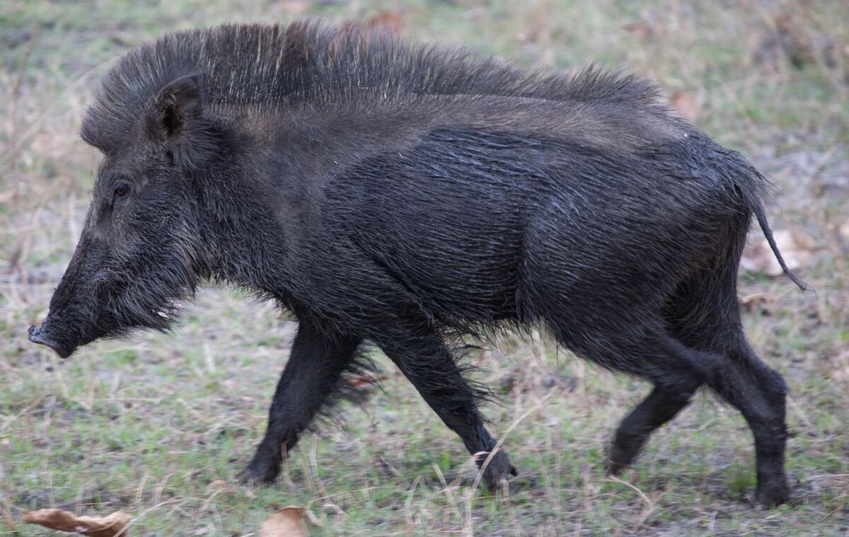 Large Black Pig, NatureRules1 Wiki