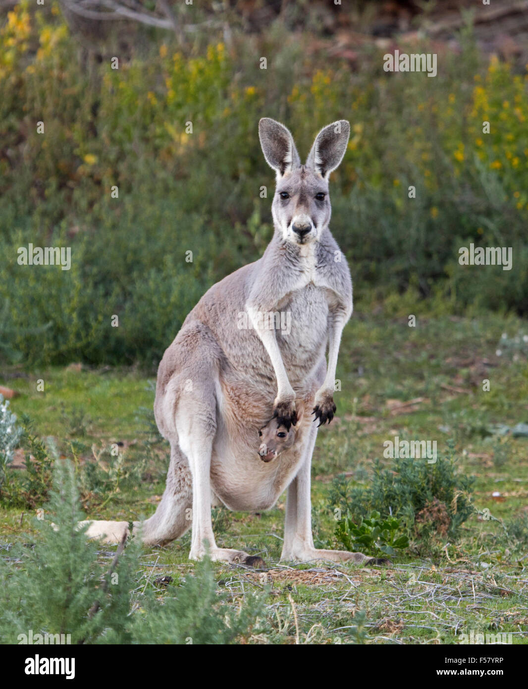 The red kangaroo - Macropus rufus Yoga Mat