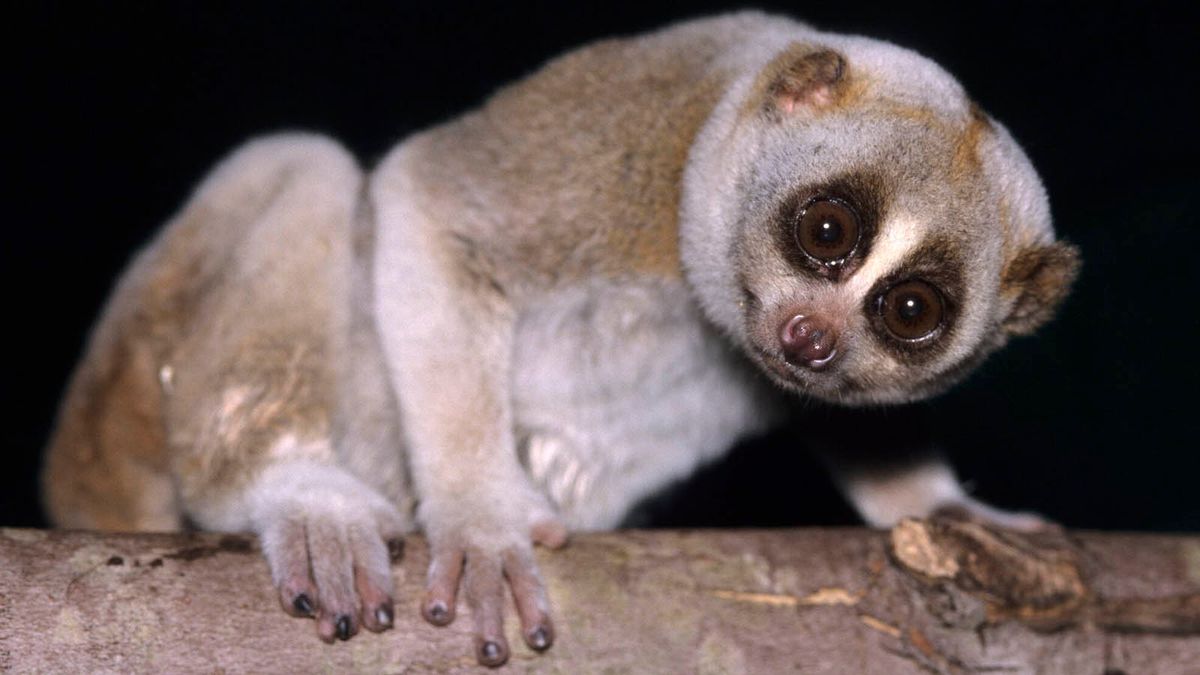 Sunda Slow Loris | FictionRulezForever Wiki | Fandom