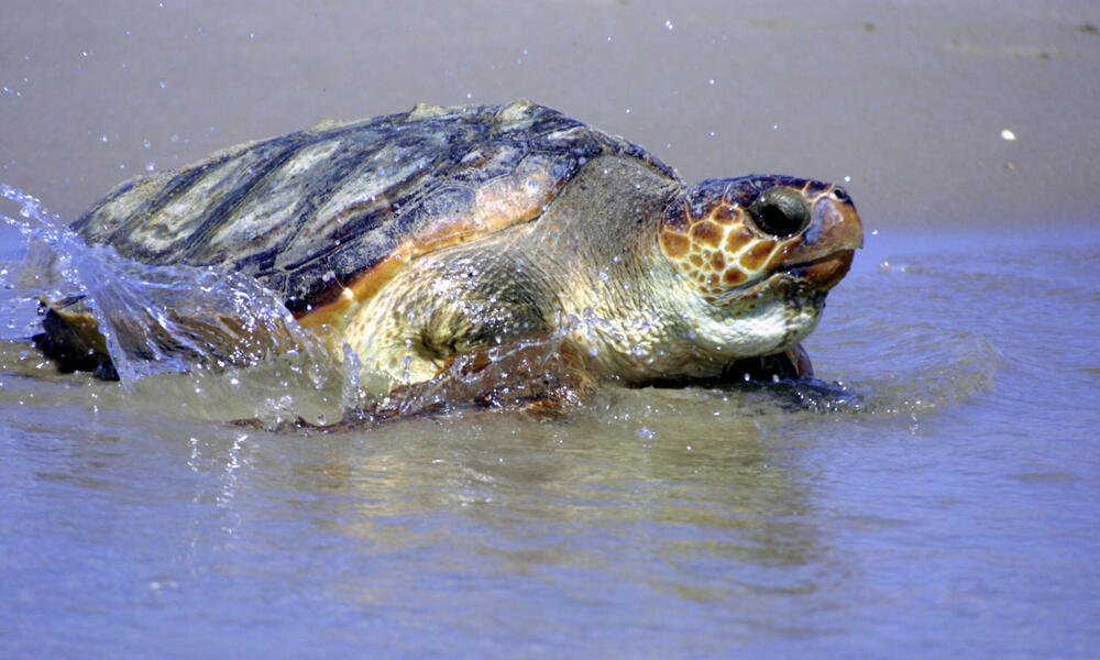 Turtle excluder device - Wikipedia