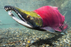 Everything You Want to Know About Sockeye Salmon (Oncorhynchus nerka) -  Orvis News