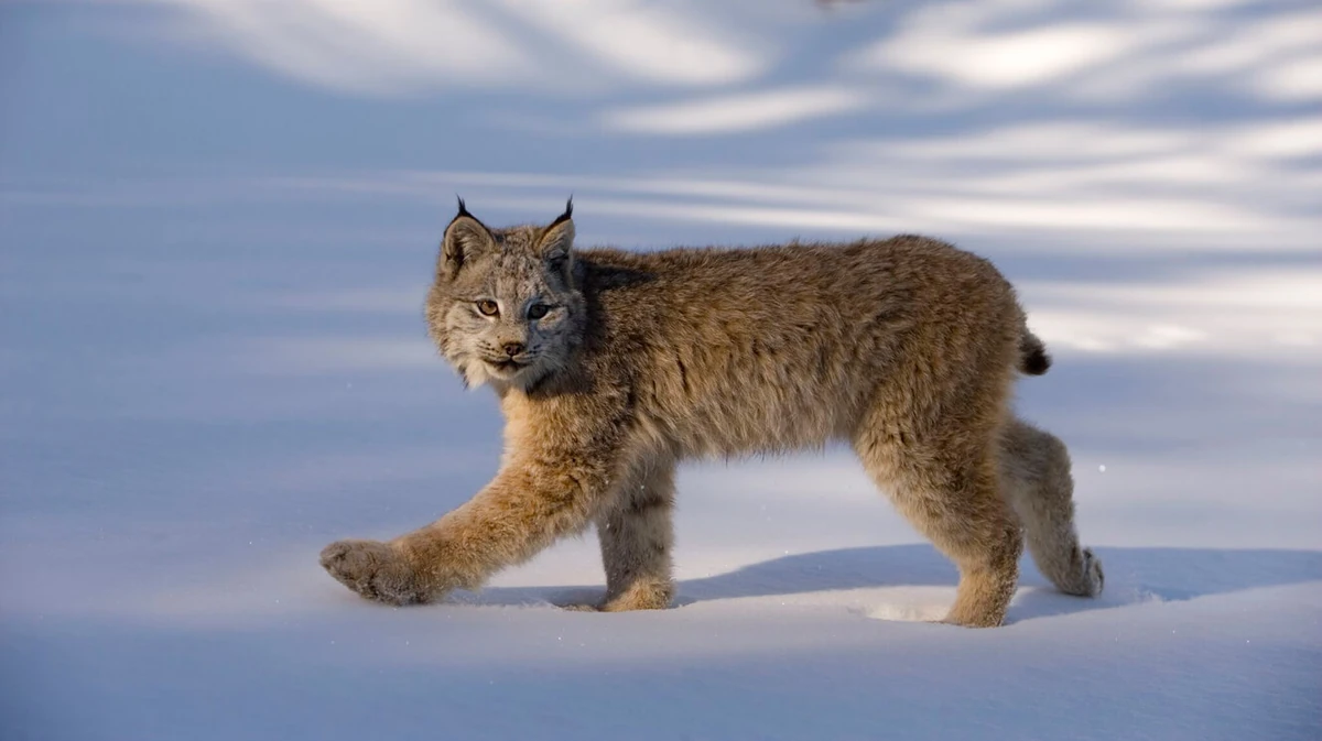 Canada Lynx FictionRulezForever Wiki Fandom