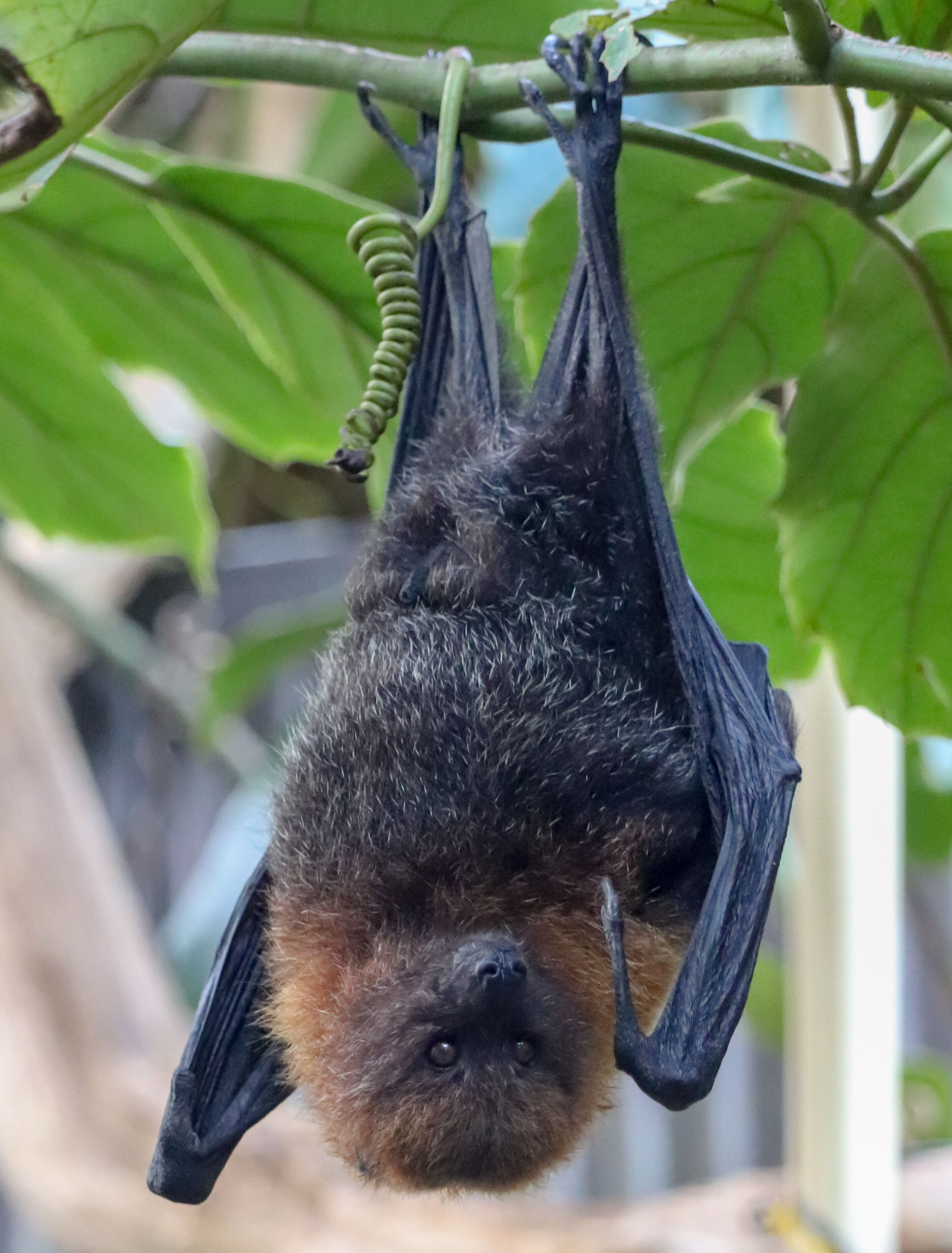Flying fox fruit bat discount