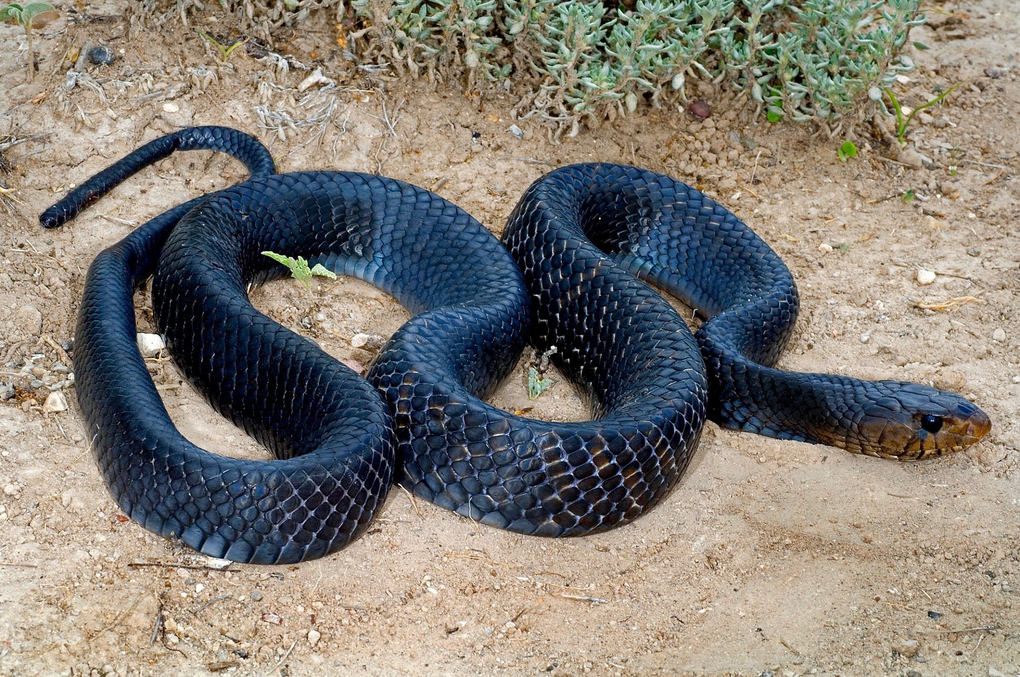 Eastern Indigo Snake