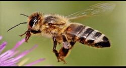 Western honey bee (Apis mellifera) - JungleDragon