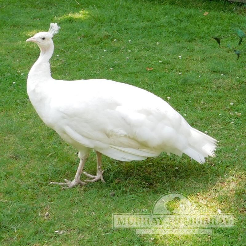 White Peafowl, FictionRulezForever Wiki