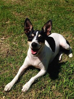 Jack Russell Terrier, FictionRulezForever Wiki