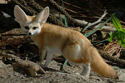 Fennec Fox  The Living Desert