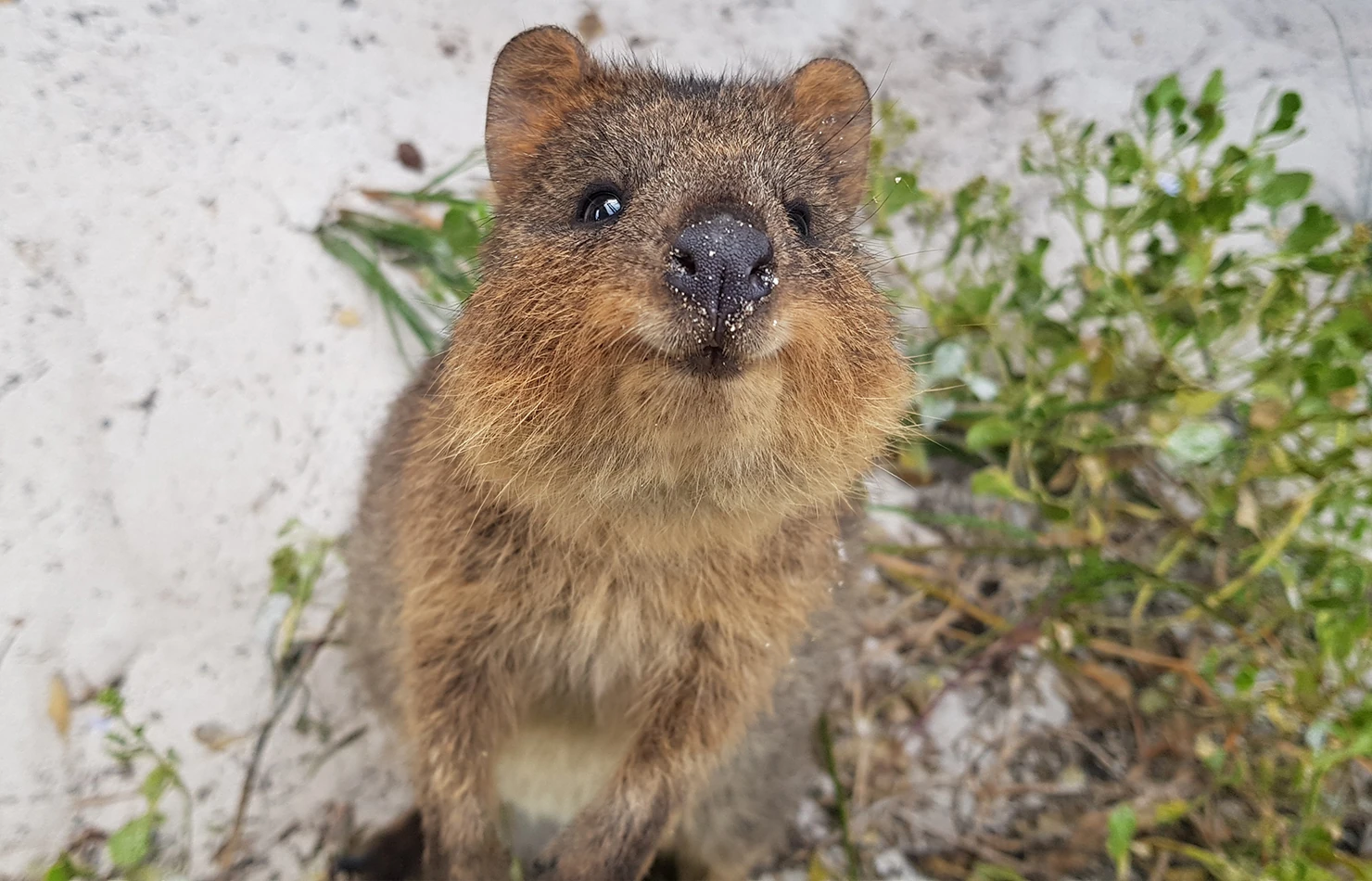 Quokka | FictionRulezForever Wiki | Fandom