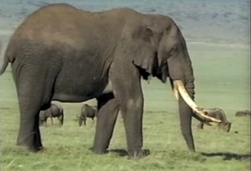 Stanley and His Big Book Full of Animals (NatureRules1 and