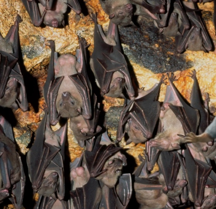 Mexican Free-Tailed Bat | FictionRulezForever Wiki | Fandom