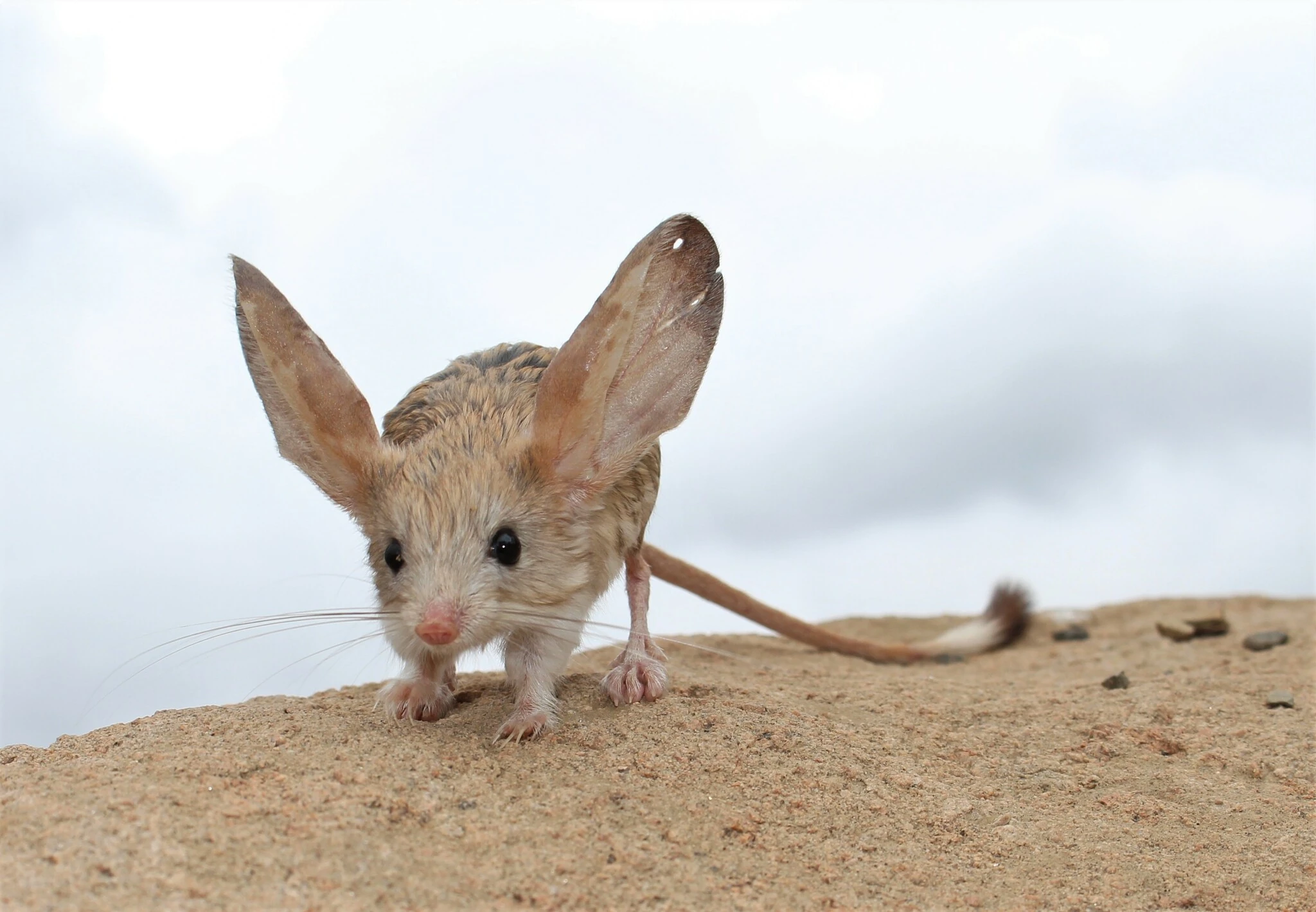 Long-Eared Jerboa | FictionRulezForever Wiki | Fandom