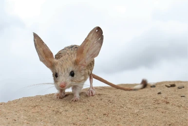 Four-Toed Jerboa | FictionRulezForever Wiki | Fandom