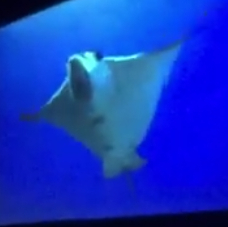 Pacific White-Spotted Eagle Ray | FictionRulezForever Wiki | Fandom