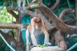 Proboscis Monkey | FictionRulezForever Wiki | Fandom