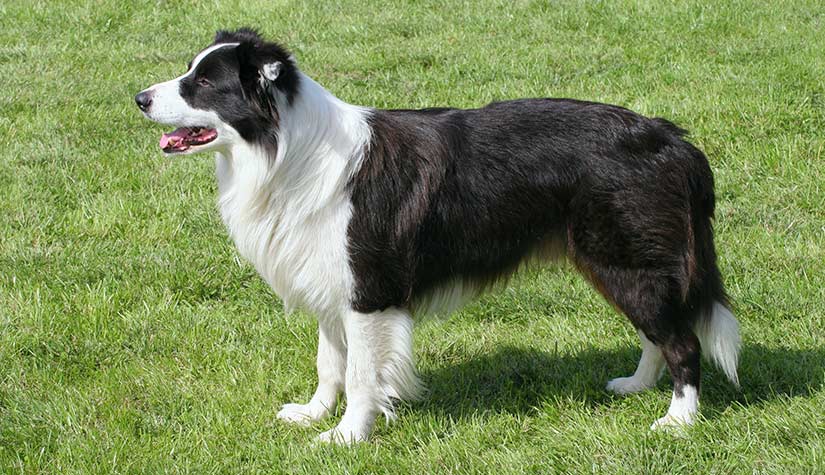 Collie - Wikipedia