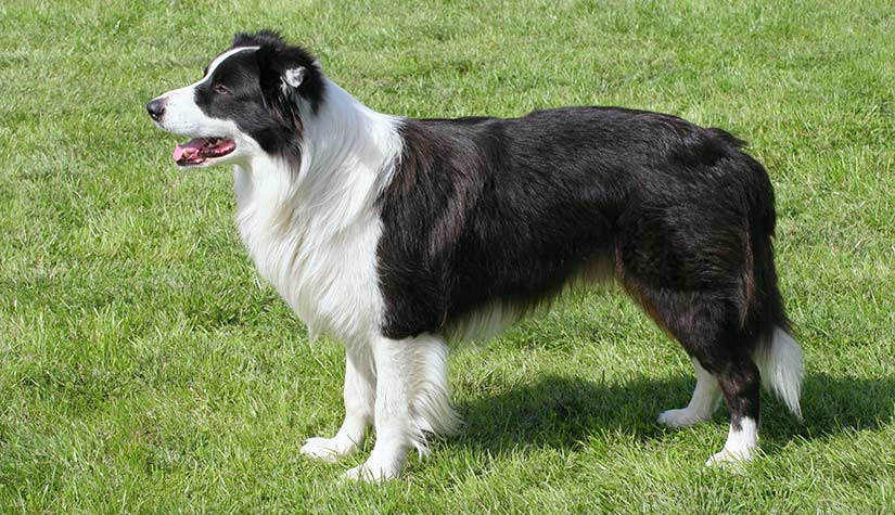 Border hotsell collie wiki