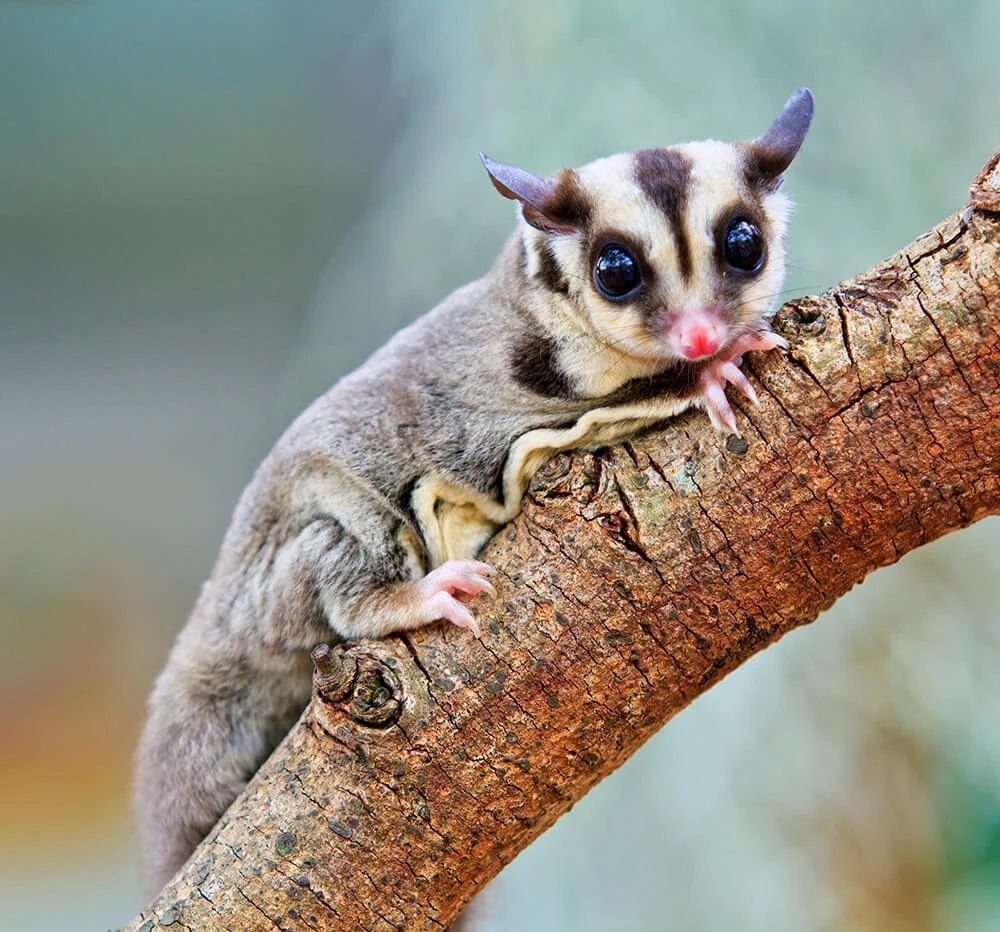 Sugar Glider | FictionRulezForever Wiki | Fandom, image size:1000x932