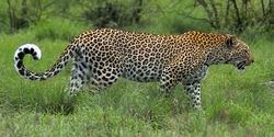 African Leopard/Gallery, FictionRulezForever Wiki