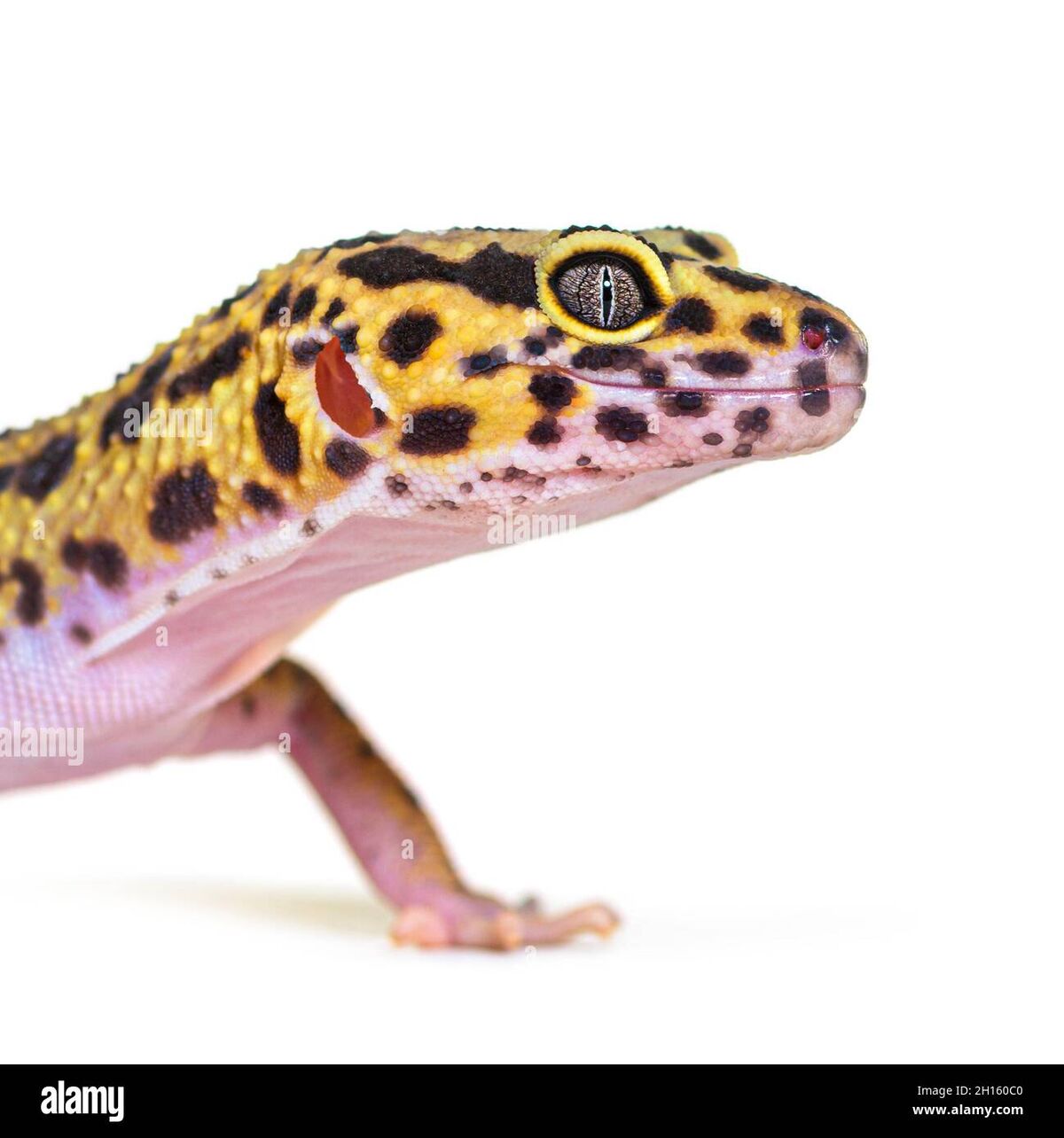 Leopard Gecko Morphs And Leopard Geckos The Next Generation