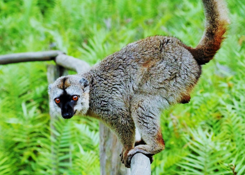 Red-Fronted Lemur | FictionRulezForever Wiki | Fandom