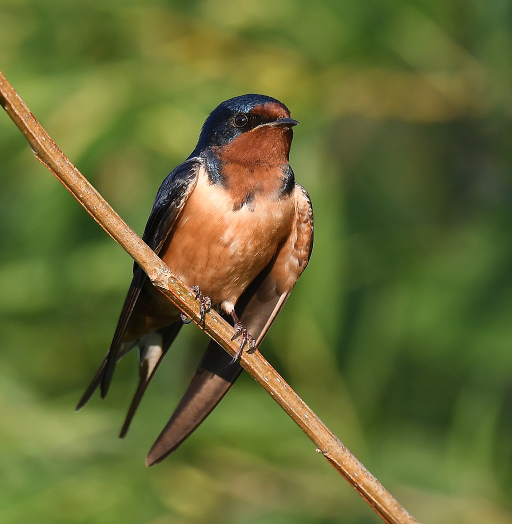 Barn swallow - Wikipedia