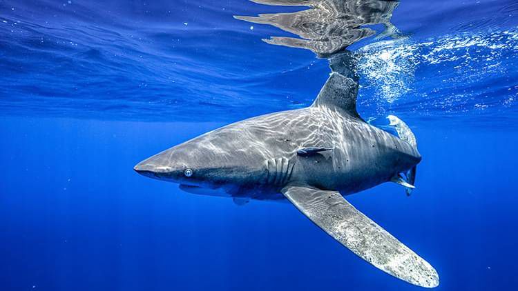 Oceanic Whitetip Shark | FictionRulezForever Wiki | Fandom