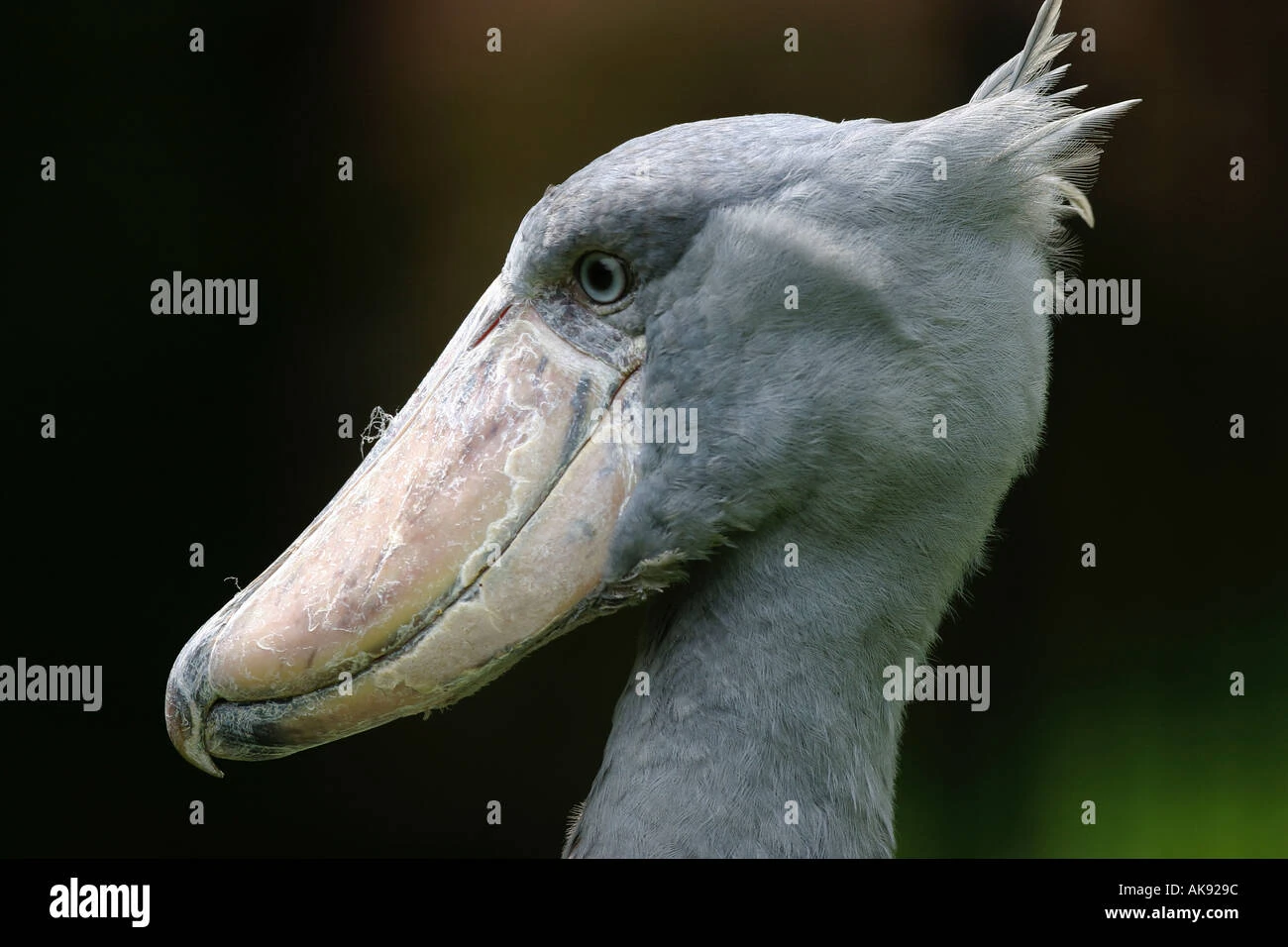 Shoebill | FictionRulezForever Wiki | Fandom