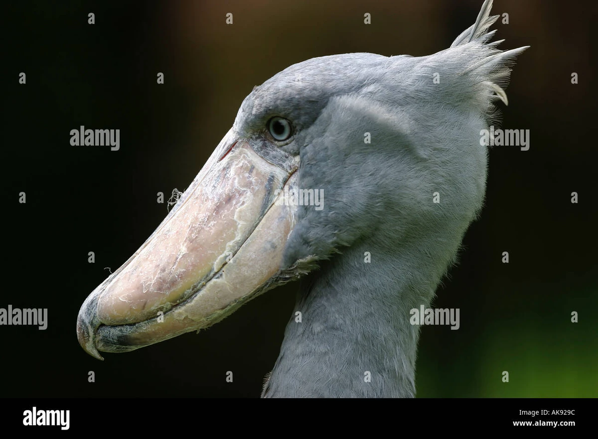 Shoebill | FictionRulezForever Wiki | Fandom