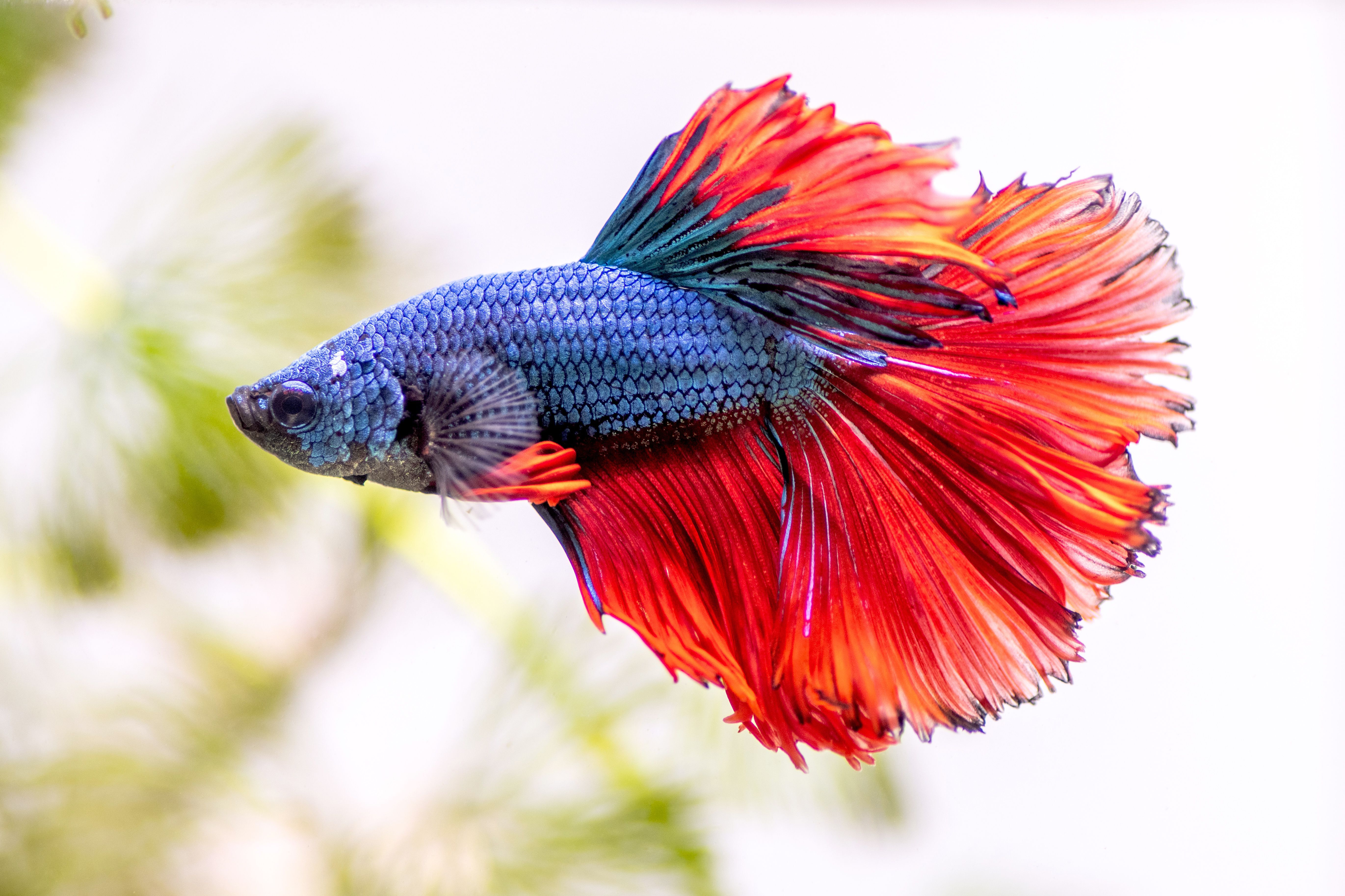 Siamese fighting fish discount