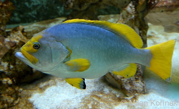 Blue-and-Yellow Grouper | FictionRulezForever Wiki | Fandom