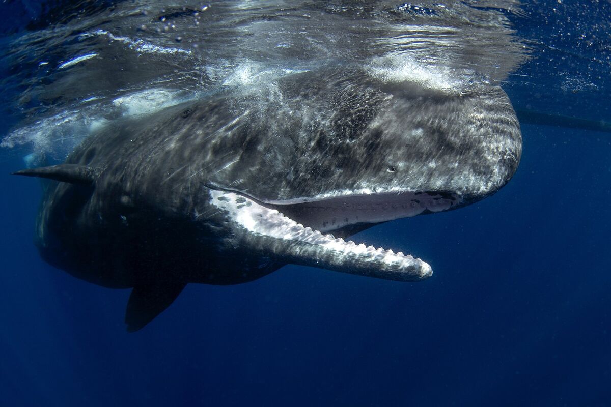 Sperm Whale | FictionRulezForever Wiki | Fandom