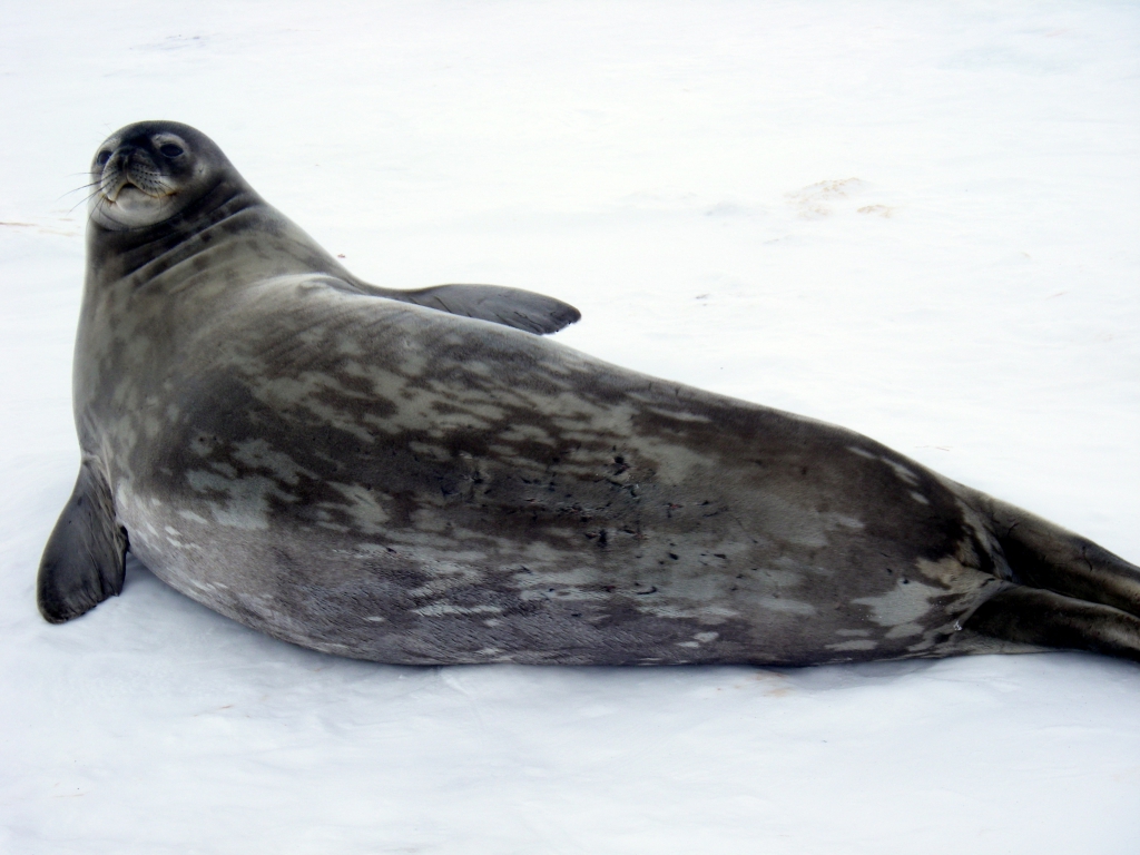 Weddell Seal FictionRulezForever Wiki Fandom   Latest