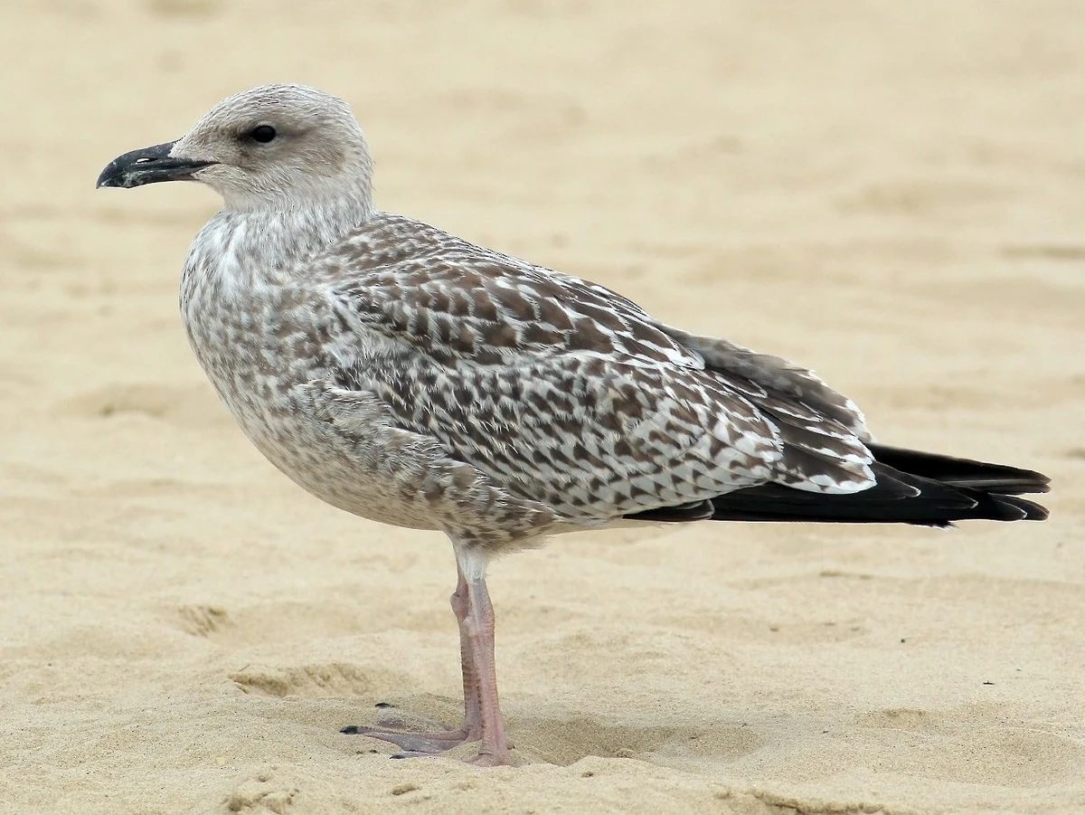 European Herring Gull FictionRulezForever Wiki Fandom