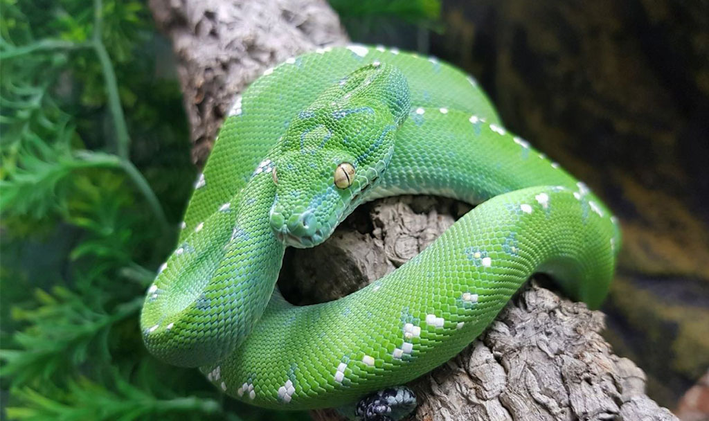 Green Tree Python — Green Tree Python Serpentovirus (NidoVirus)