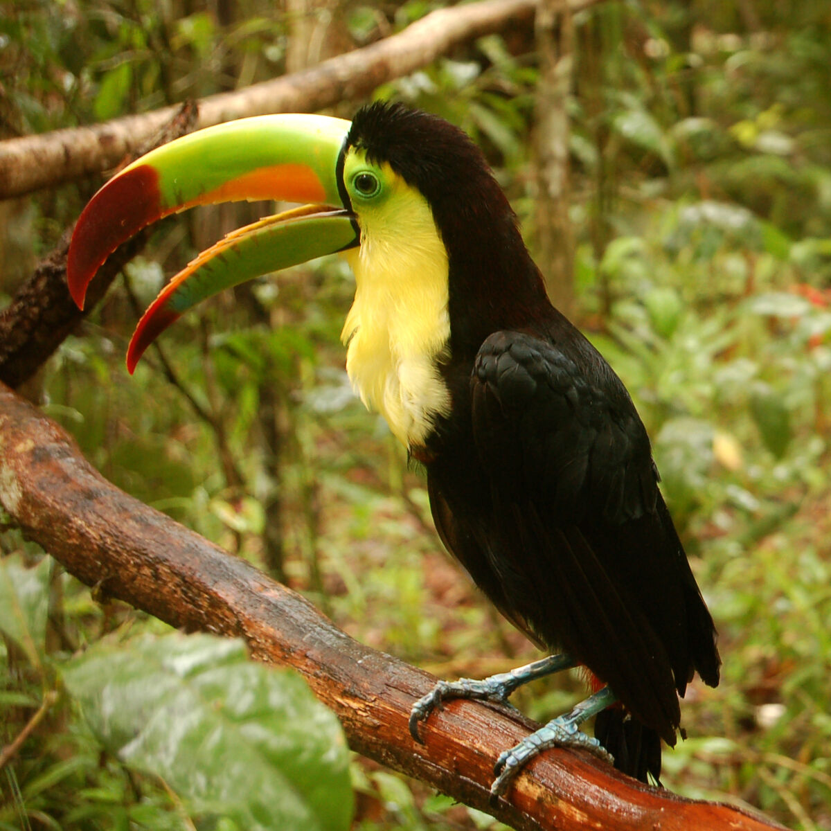 Keel Billed Toucan, PDF, Birds