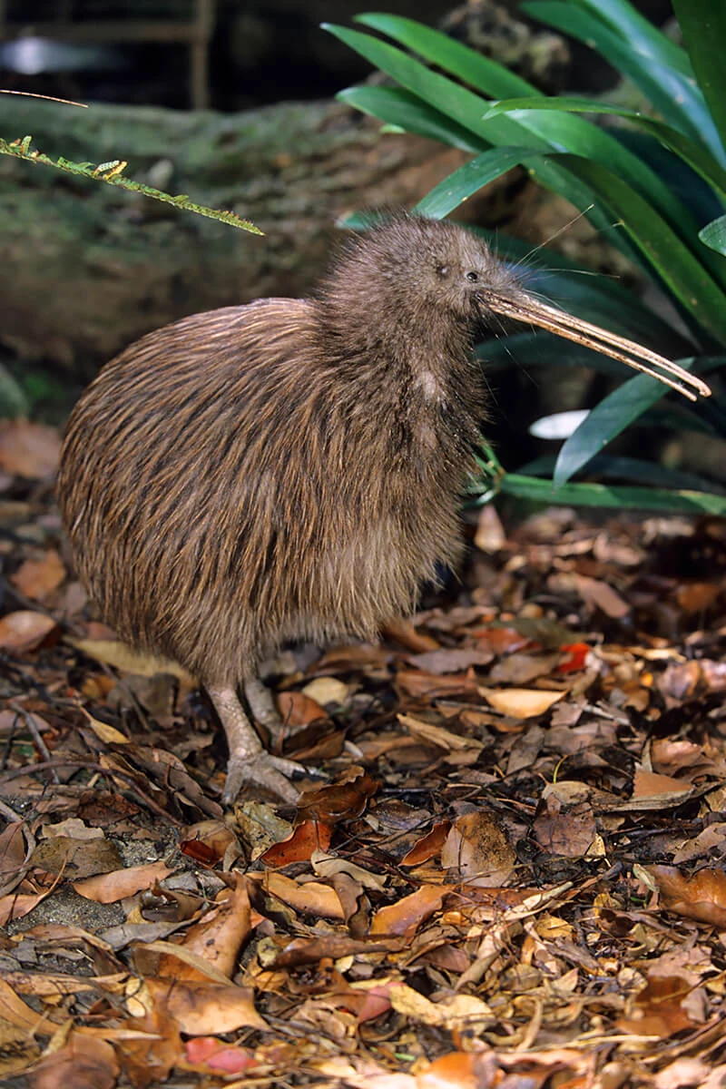 North Island Brown Kiwi | FictionRulezForever Wiki | Fandom