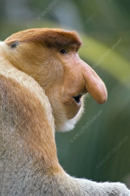 Proboscis Monkey | FictionRulezForever Wiki | Fandom