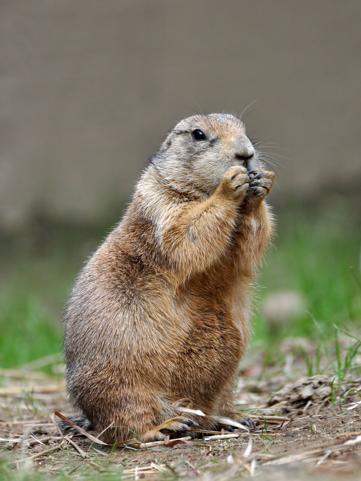 Lemming - Lemmus lemmus - Masai Gallery