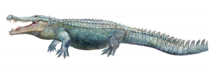 Deinosuchus prehistoric crocodilian, illustration - Stock Image - C049/0078  - Science Photo Library