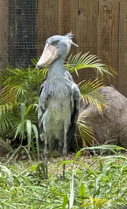 Shoebill/Gallery | FictionRulezForever Wiki | Fandom