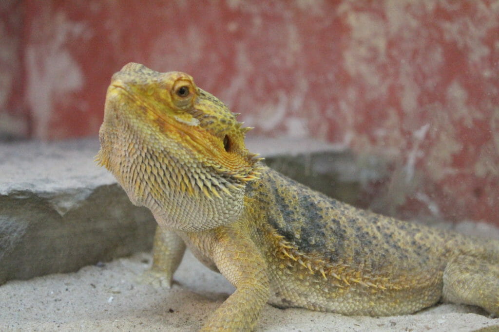 Central bearded dragon - Wikipedia