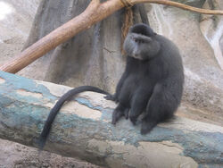 yellow moon 、blue monkey mix dwarf Blue Monkey (Cercopithecus mitis) · iNaturalist