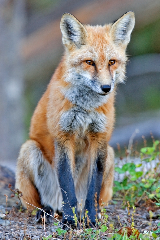 domestic red foxes