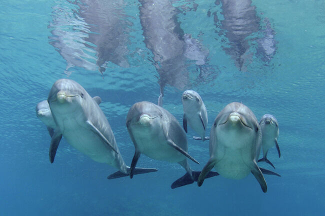 Miniature Bottlenose Dolphins, Fictspedia Wiki