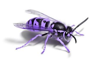 Purplewasp2