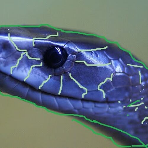 Blue Mamba | Fictspedia Wiki | Fandom